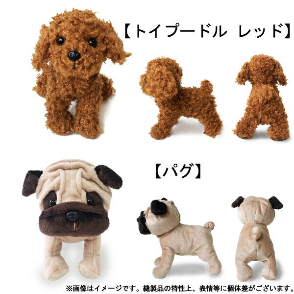 [Shipped by non-standard mail] Premium Puppy S size [Plucky Dogs, Real] [Best Ever Japan]