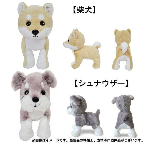 [Shipped by non-standard mail] Premium Puppy S size [Plucky Dogs, Real] [Best Ever Japan]