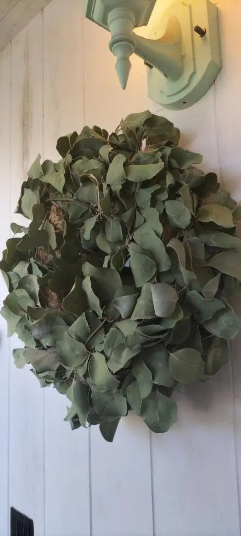 ✨Eucalyptus Natural Simple BIG Wreath✨