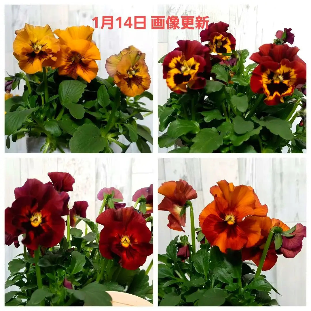 ① Hanabiyori Pansy Cielbrier 4 plántulas Yu-Pack enviadas juntas