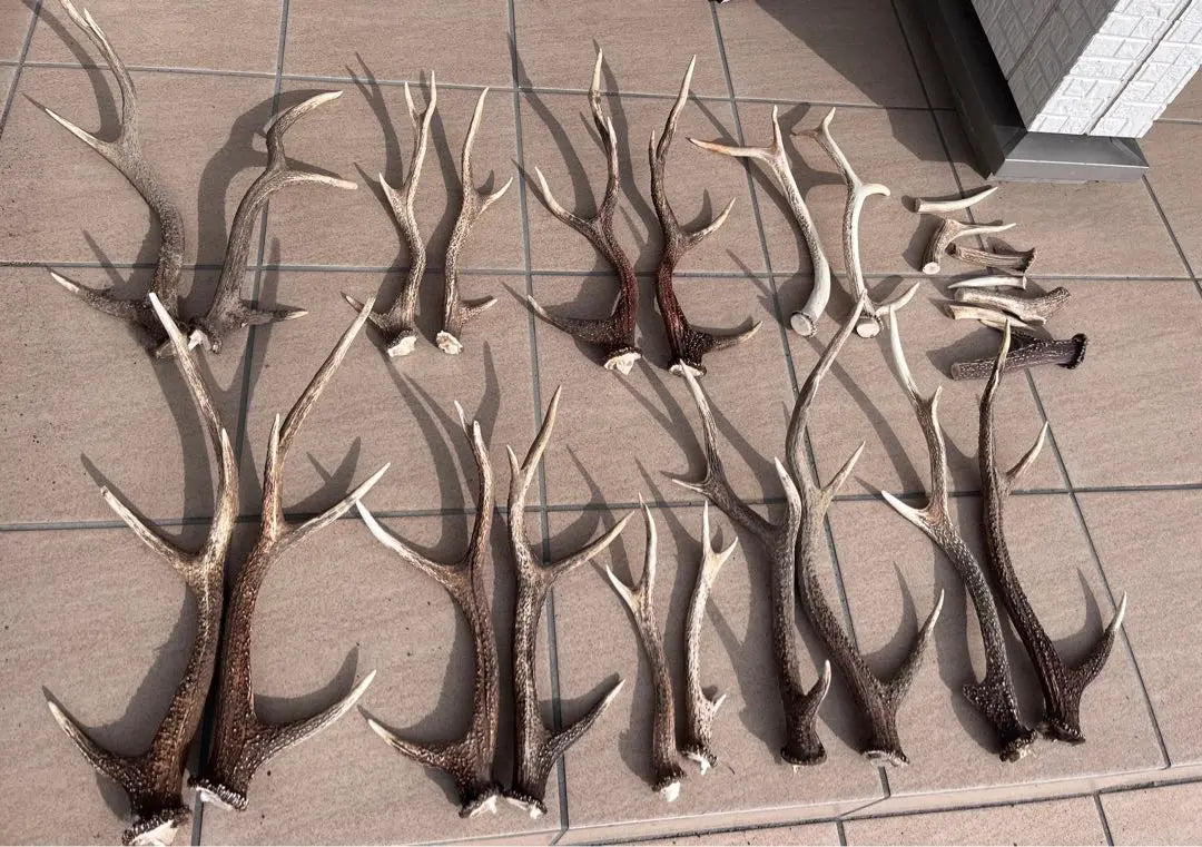 Deer antlers dispatched within 24 hours