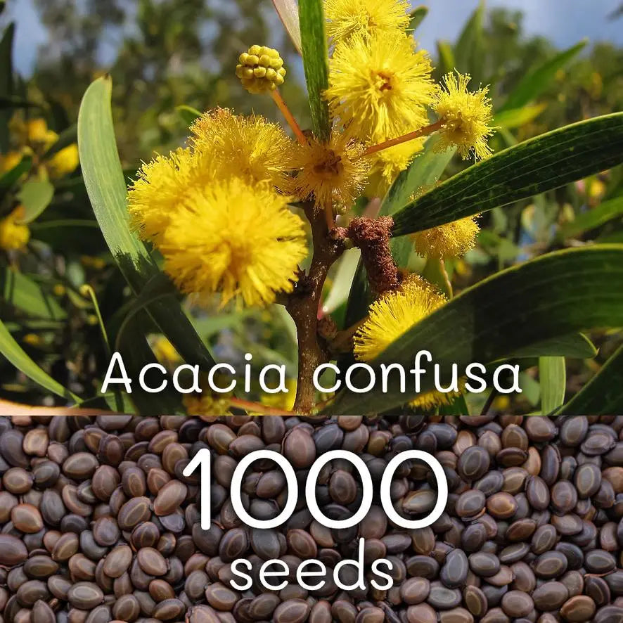 Acacia seeds 1000 tablets + ac1000