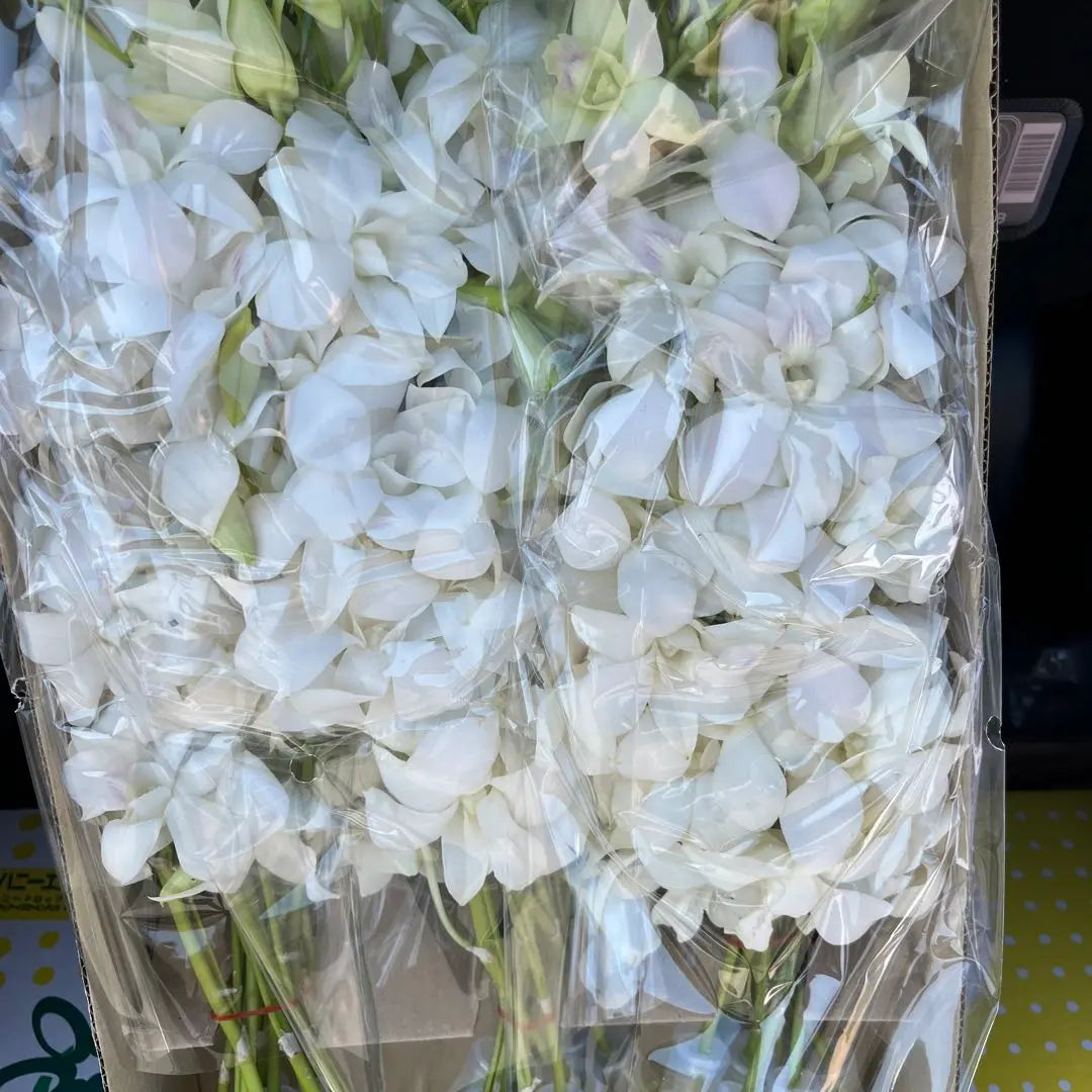 Cut flowers, Denfare, Sakura White, 30 bottles