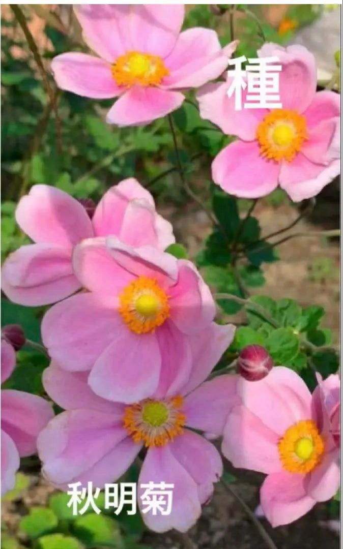 Pink Shrimp, Autumn Chrysanthemum, seeds