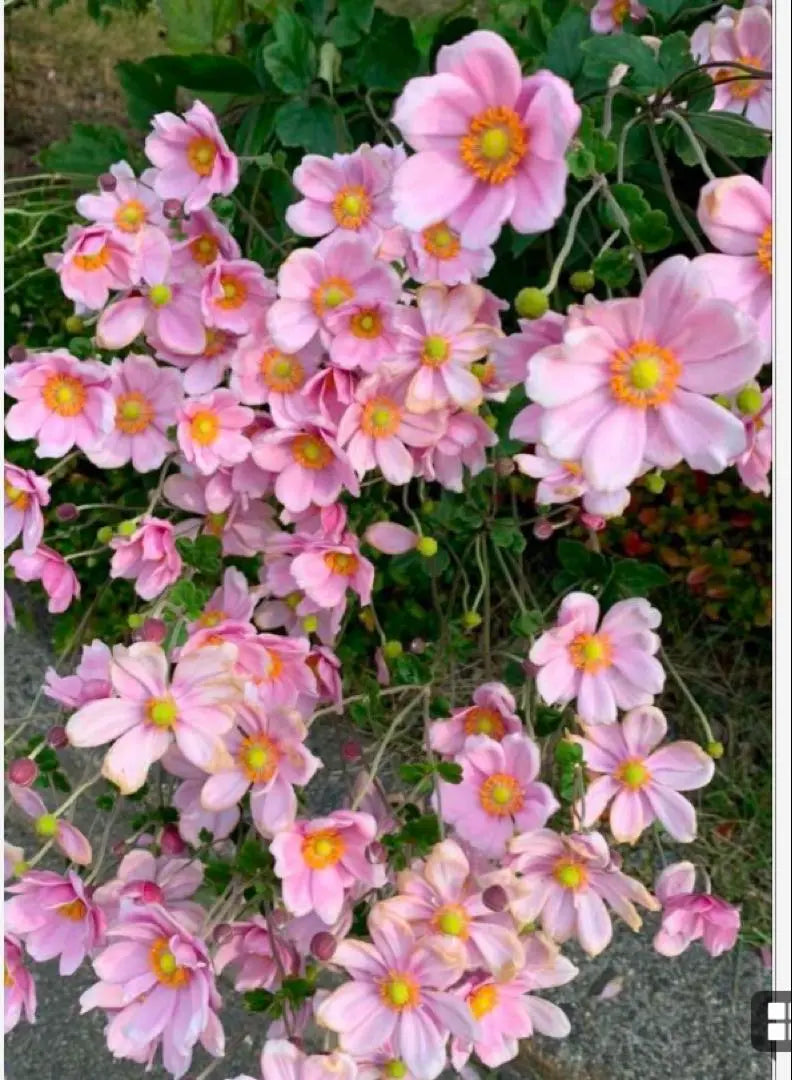 Pink Shrimp, Autumn Chrysanthemum, seeds