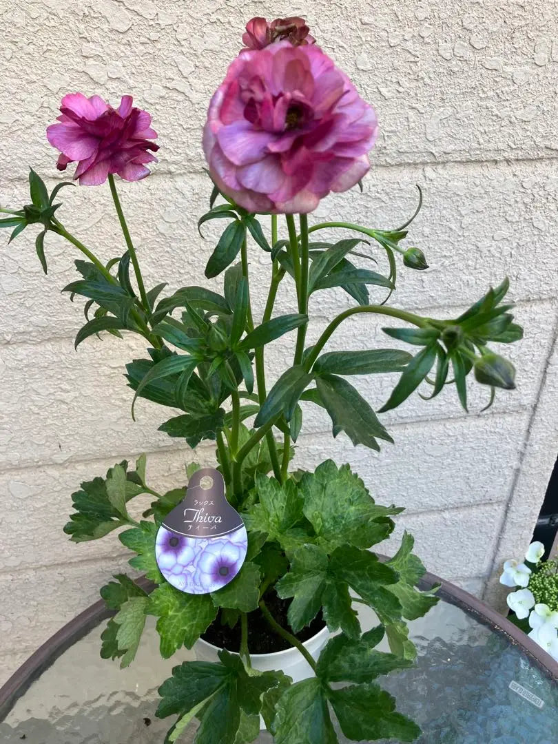 Ranunculus Lax Diva AYA ENGEI