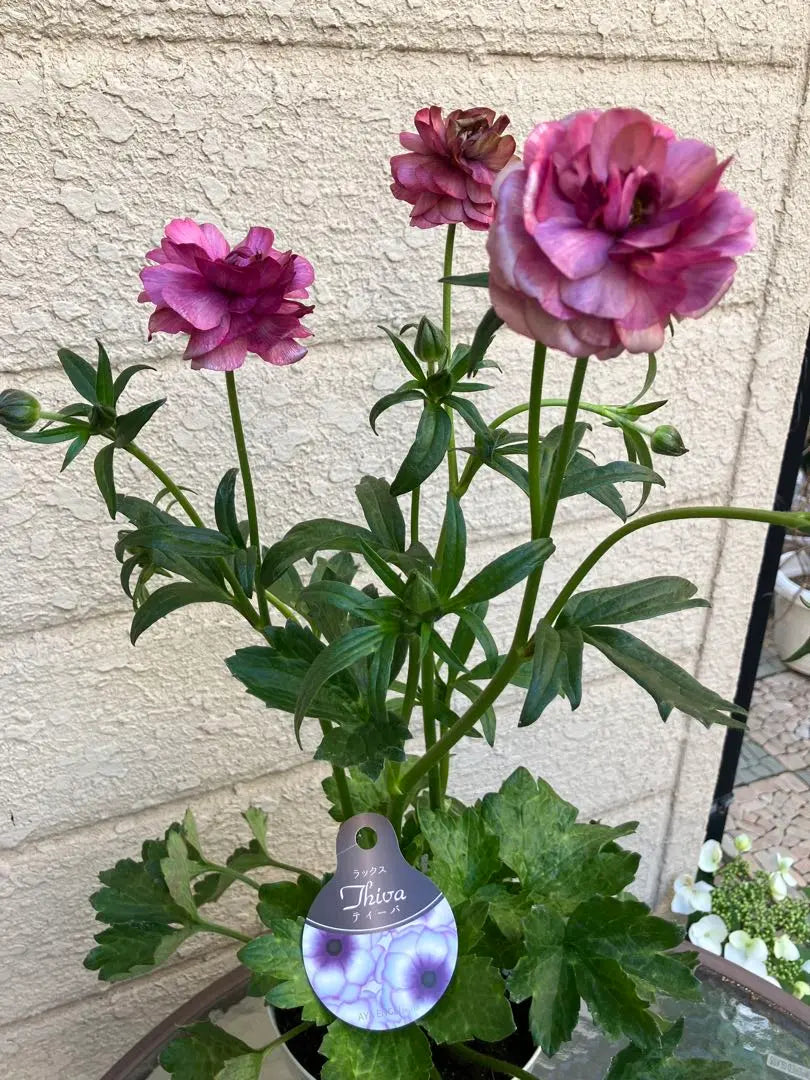 Ranunculus Lax Diva AYA ENGEI