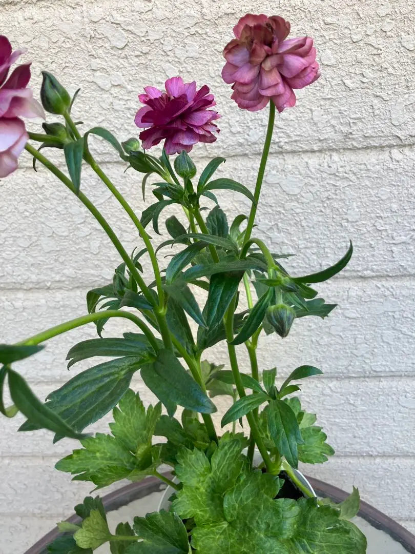 Ranunculus Lax Diva AYA ENGEI