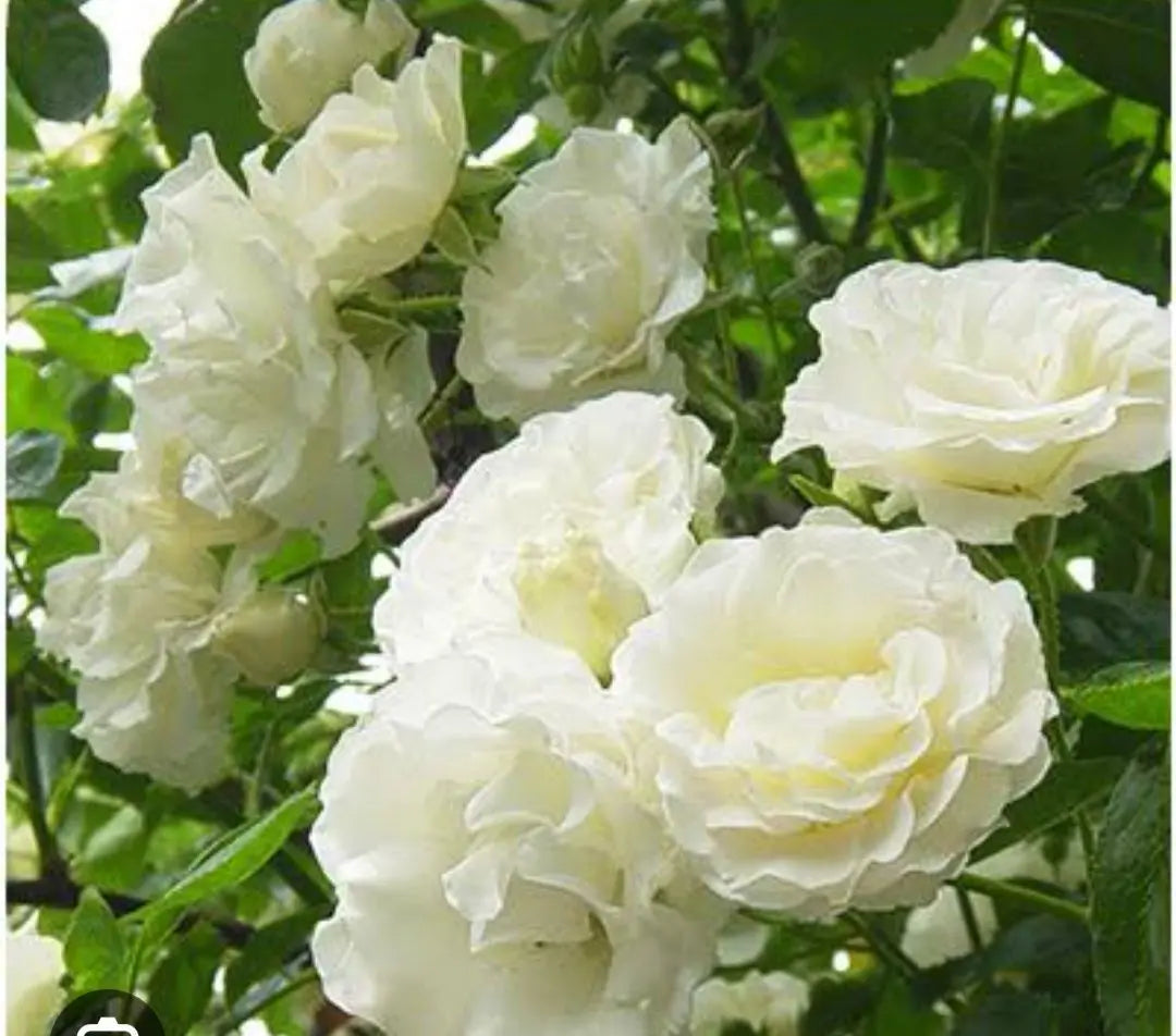 Climbing roses, summer snow seedlings, cuttings seedlings