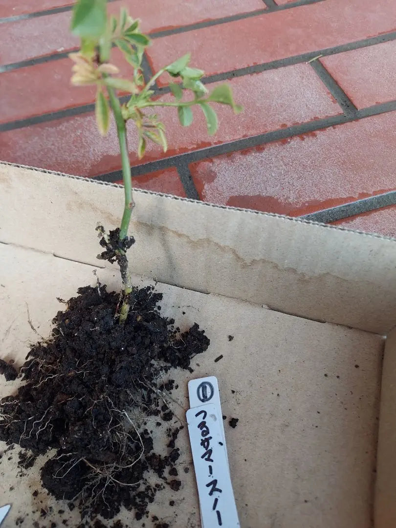 Climbing roses, summer snow seedlings, cuttings seedlings