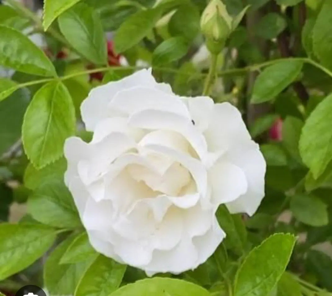 Climbing roses, summer snow seedlings, cuttings seedlings