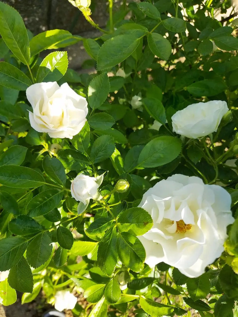 Climbing roses, summer snow seedlings, cuttings seedlings