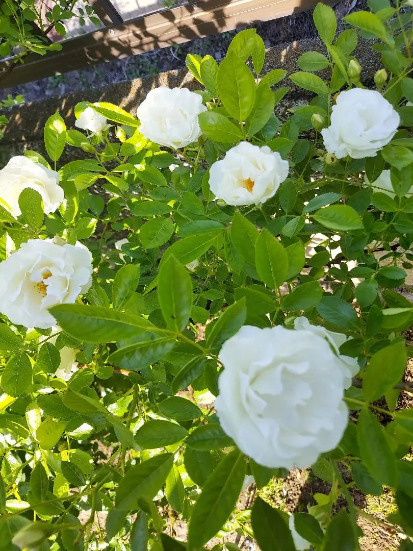 Climbing roses, summer snow seedlings, cuttings seedlings