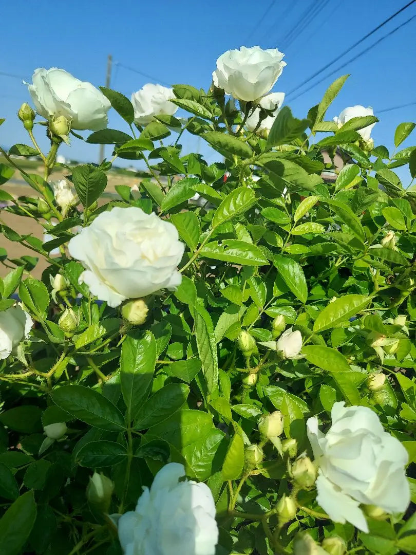 Climbing roses, summer snow seedlings, cuttings seedlings