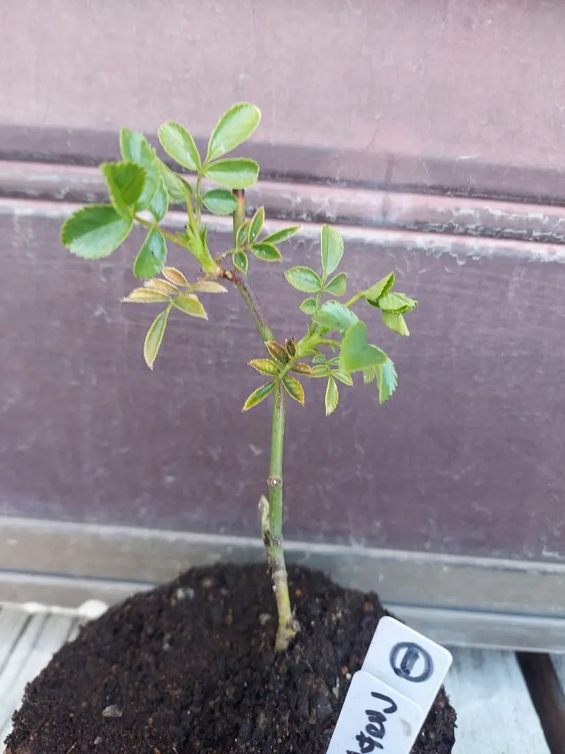 Climbing roses, summer snow seedlings, cuttings seedlings