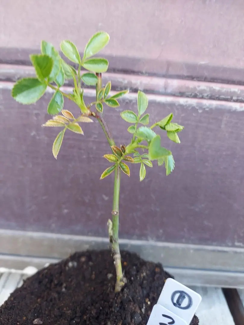 Climbing roses, summer snow seedlings, cuttings seedlings