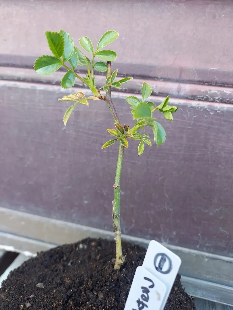 Climbing roses, summer snow seedlings, cuttings seedlings