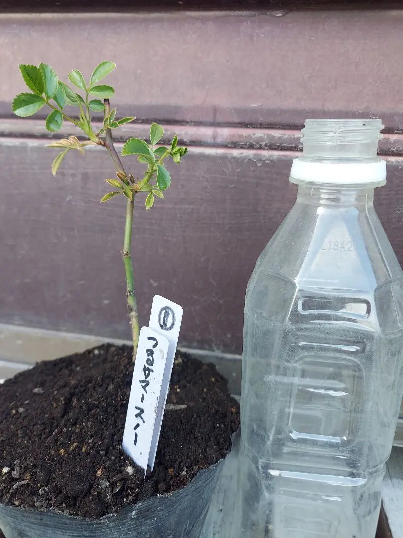 Climbing roses, summer snow seedlings, cuttings seedlings