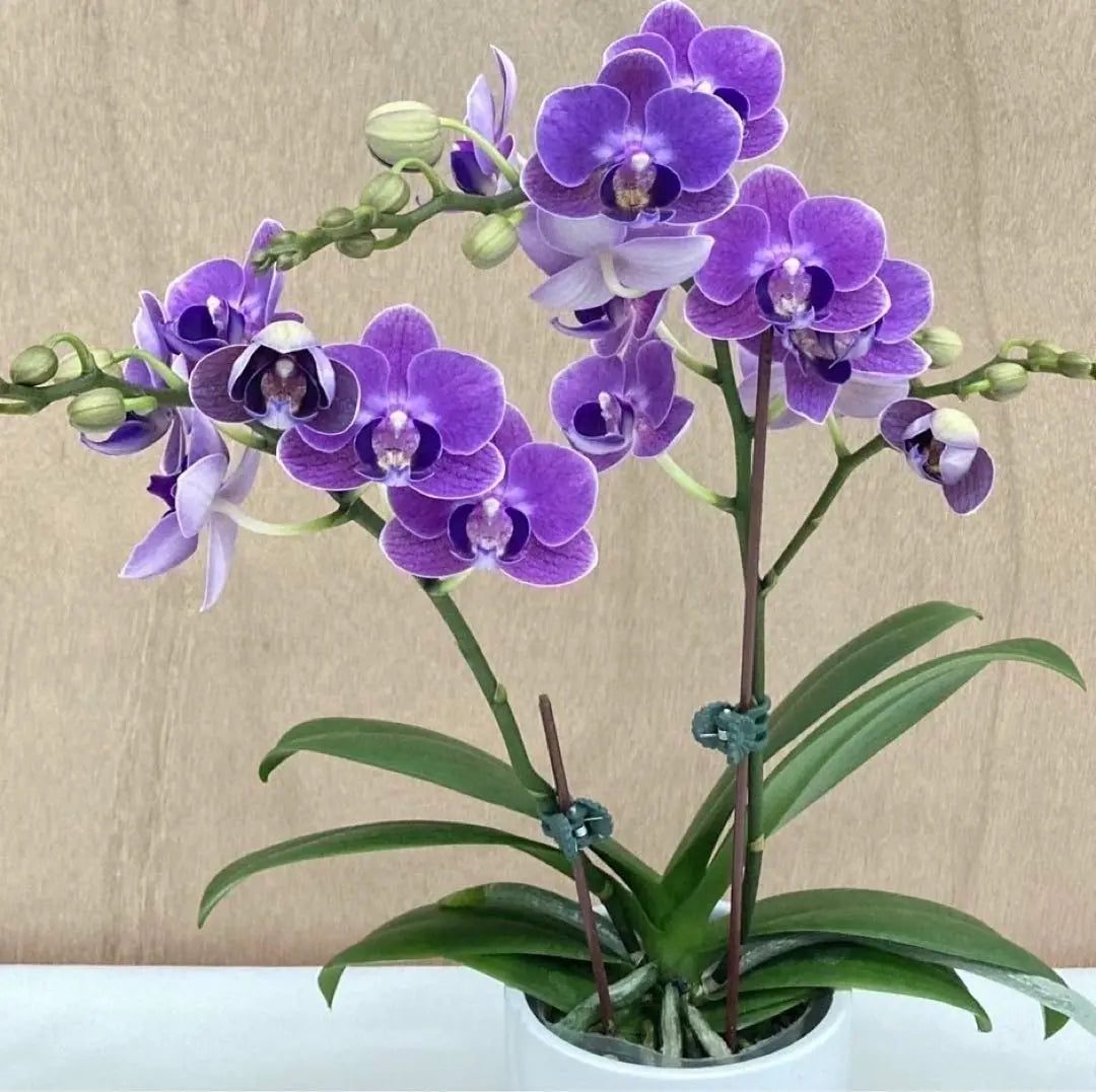 Capullos de flores de aguamarina Midie Phalaenopsis 2 | ミディー胡蝶蘭 Aguamarina 花芽2