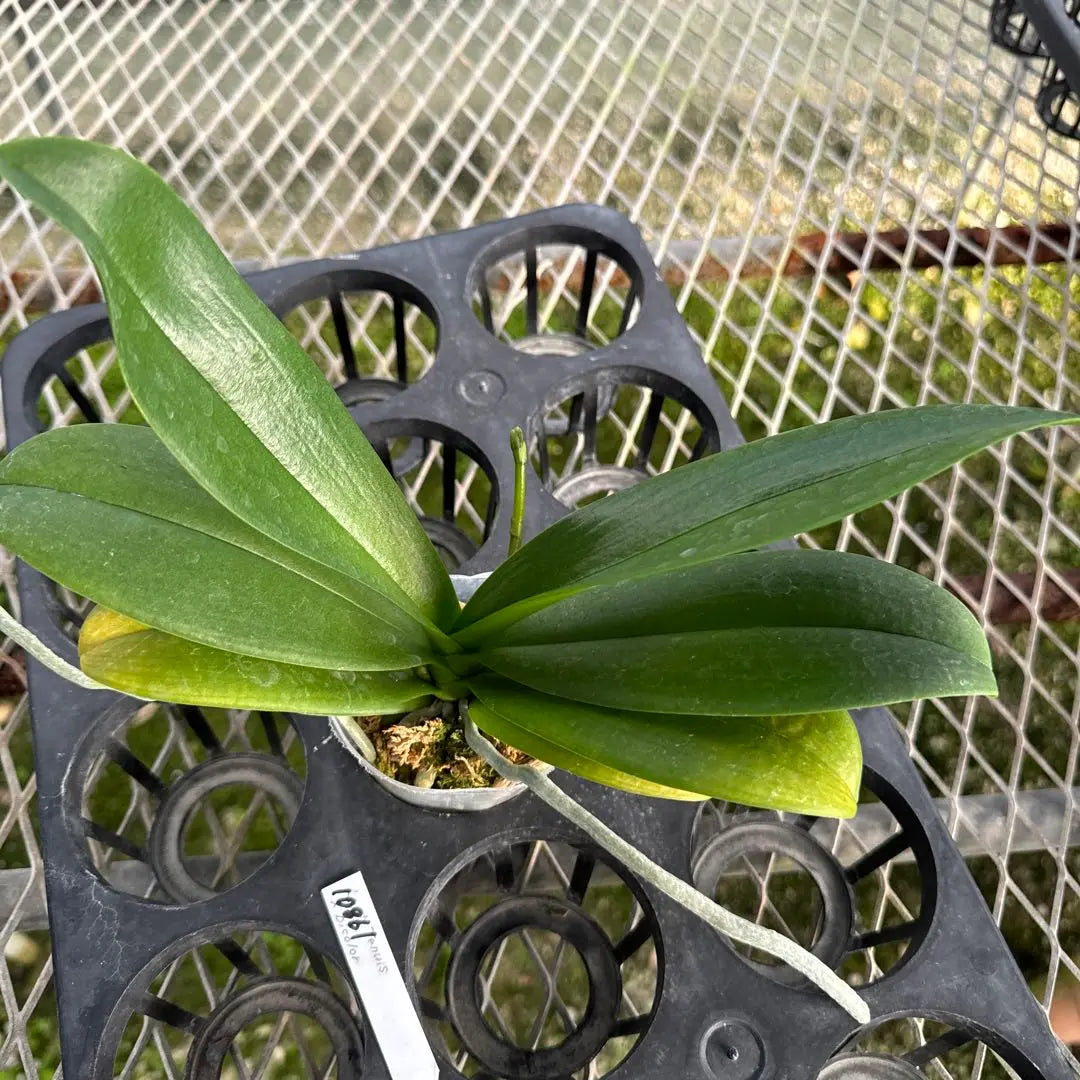 Capullos de flores de aguamarina Midie Phalaenopsis 2 | ミディー胡蝶蘭 Aguamarina 花芽2