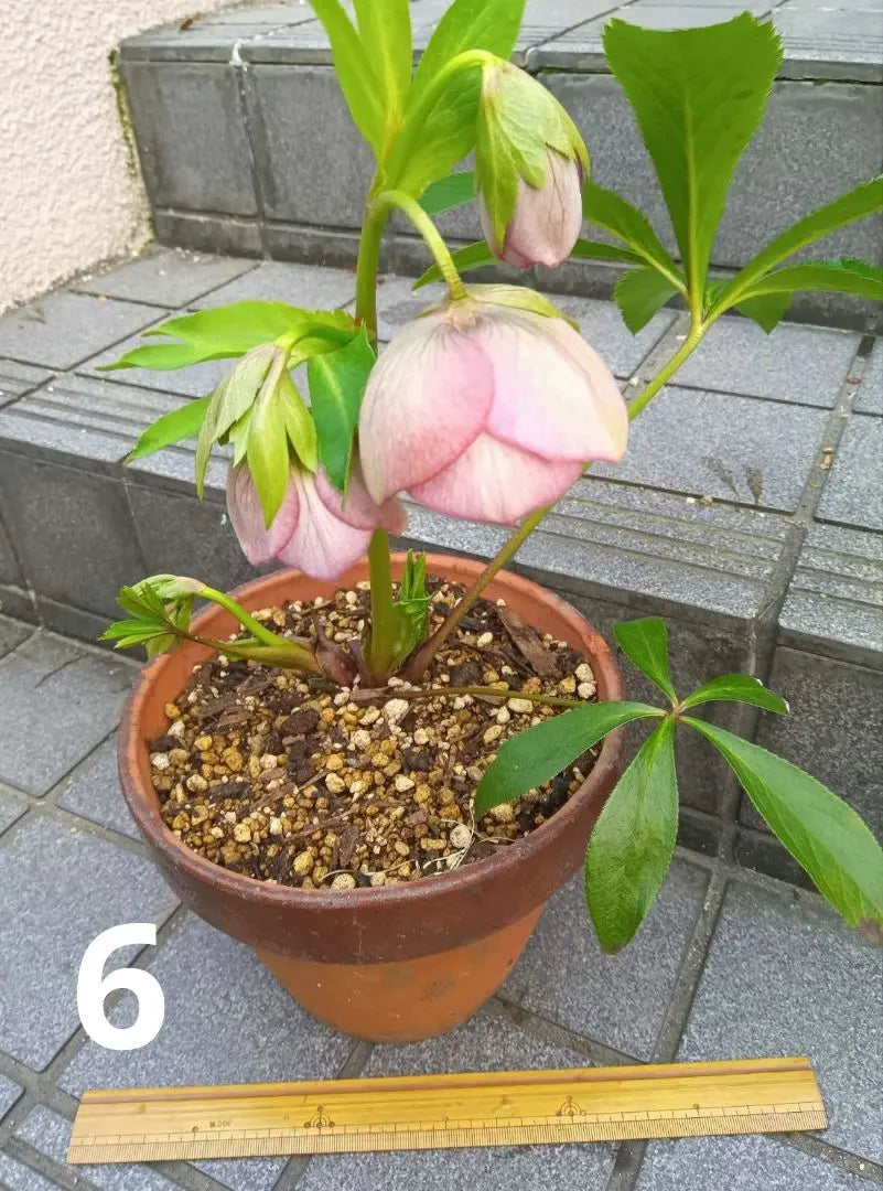 Christmas rose single layer (pink) seedlings, flowering plants