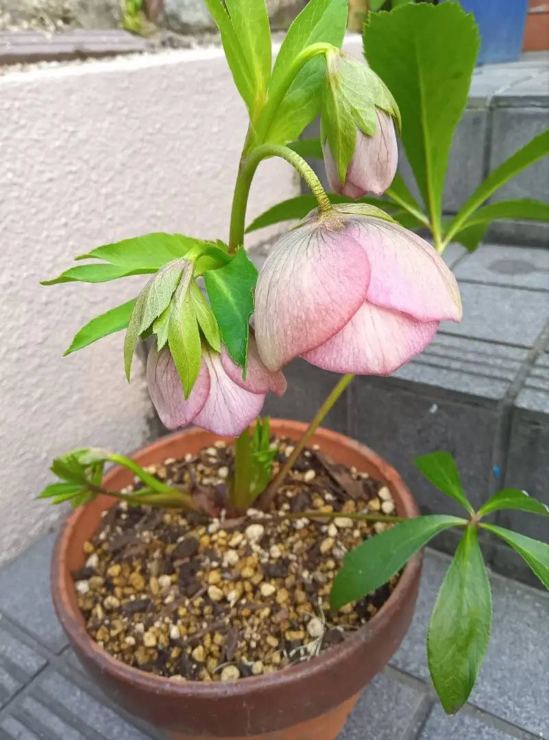 Christmas rose single layer (pink) seedlings, flowering plants