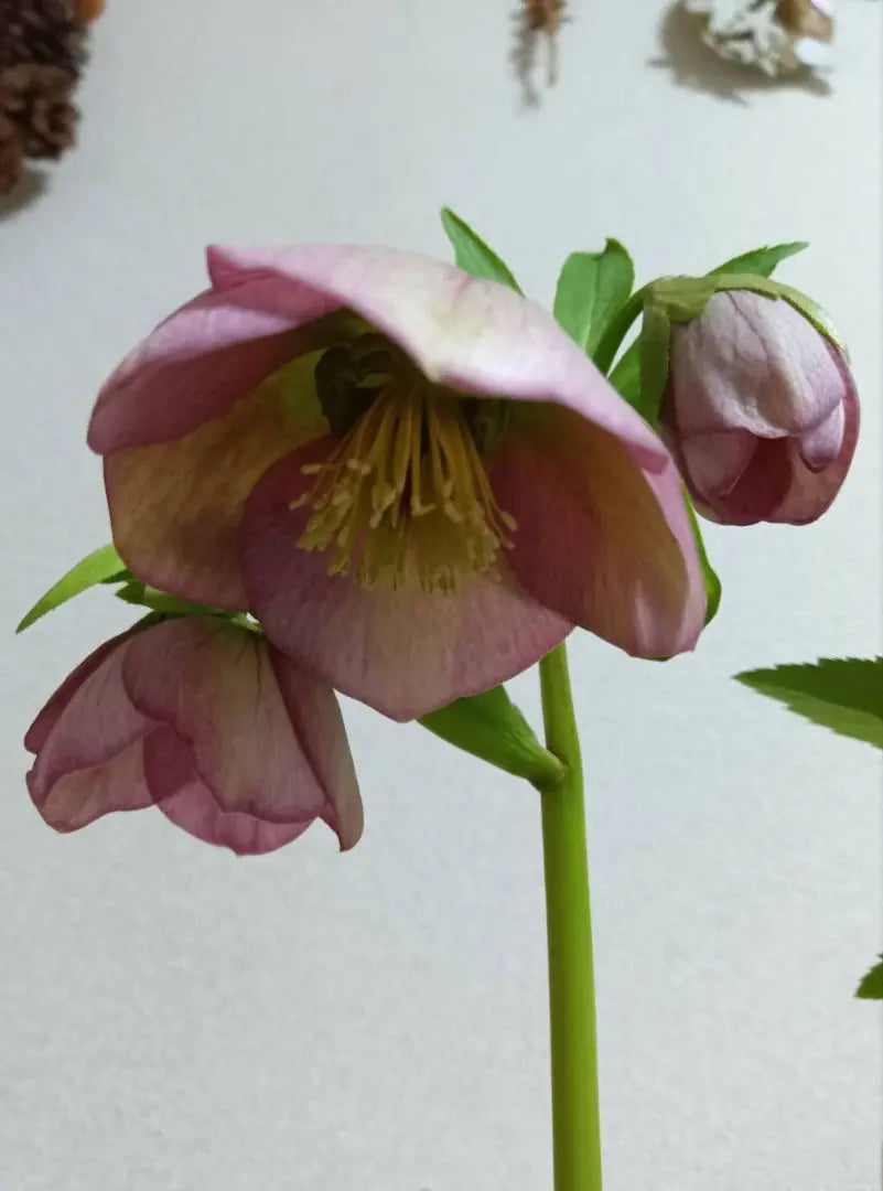 Christmas rose single layer (pink) seedlings, flowering plants