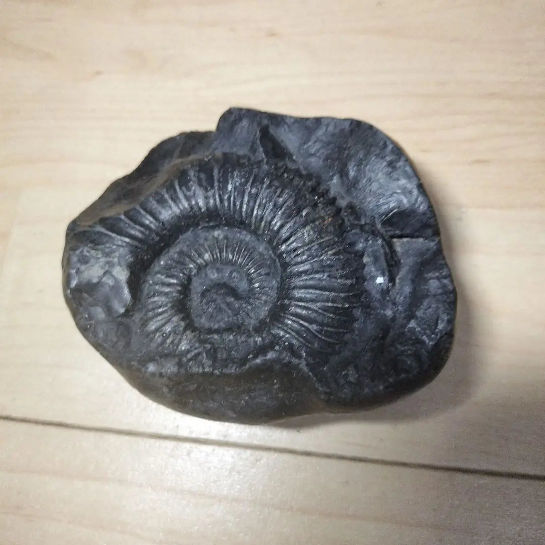 Black fossil, snail-shaped, approx. 10cm, fossil specimen, ammonite, Himalayan mountain range