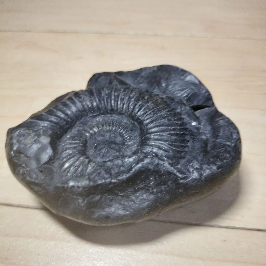 Black fossil, snail-shaped, approx. 10cm, fossil specimen, ammonite, Himalayan mountain range