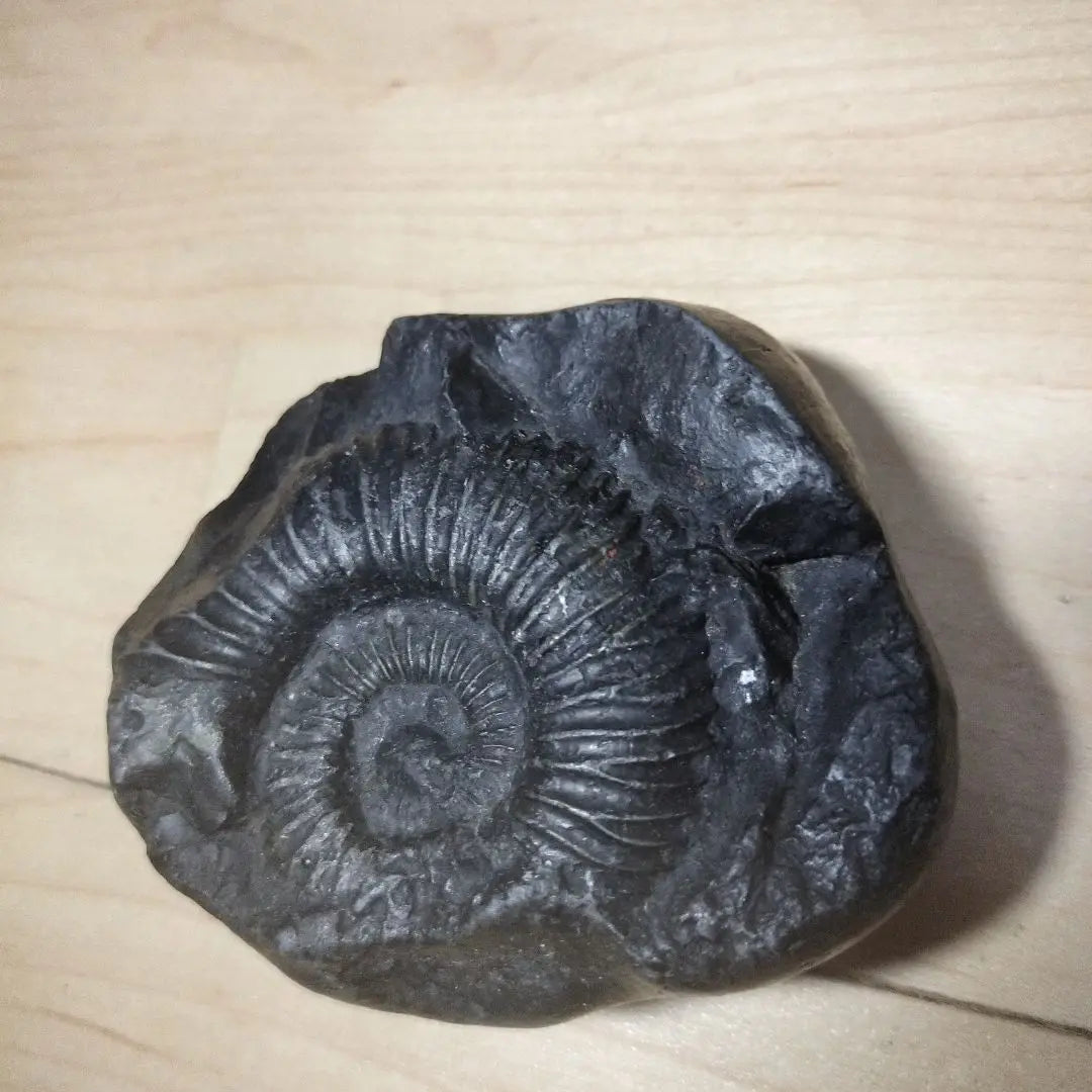 Black fossil, snail-shaped, approx. 10cm, fossil specimen, ammonite, Himalayan mountain range