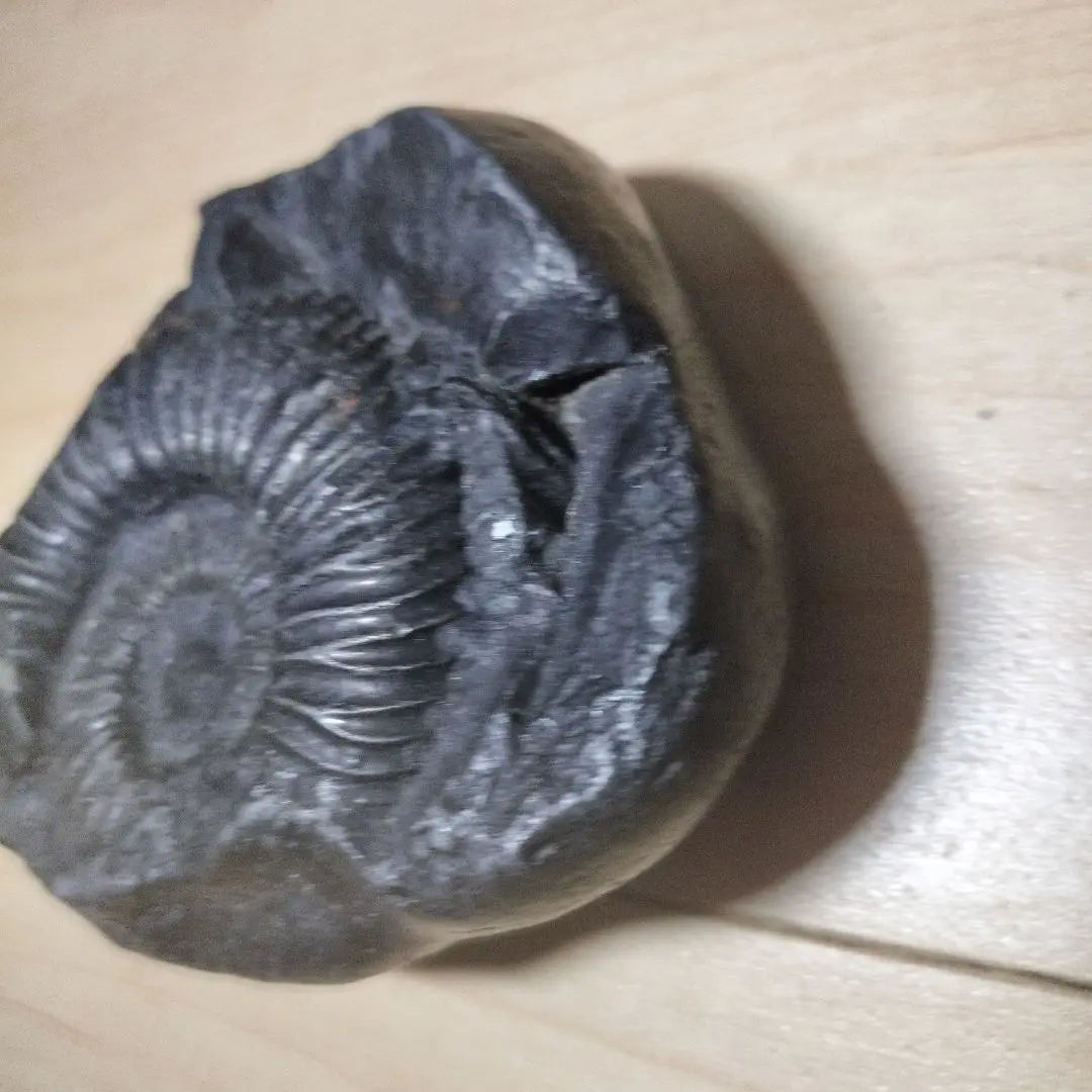 Fósil negro, con forma de caracol, aprox. 10 cm, ejemplar fósil, amonita, cordillera del Himalaya