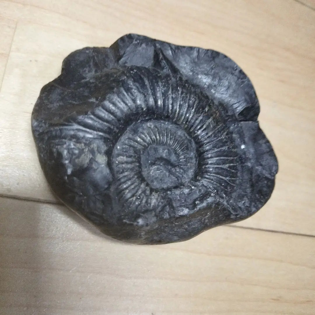 Fósil negro, con forma de caracol, aprox. 10 cm, ejemplar fósil, amonita, cordillera del Himalaya