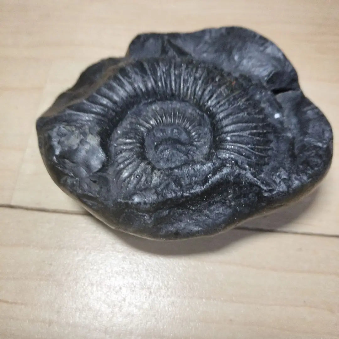 Fósil negro, con forma de caracol, aprox. 10 cm, ejemplar fósil, amonita, cordillera del Himalaya