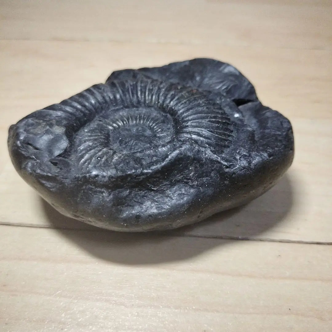 Black fossil, snail-shaped, approx. 10cm, fossil specimen, ammonite, Himalayan mountain range