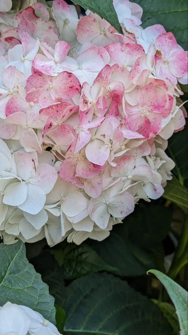 Hydrangea Angel's Cheek 6cm Pot Shipping