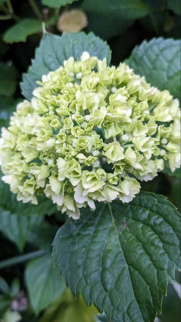 Hydrangea Angel's Cheek 6cm Pot Shipping