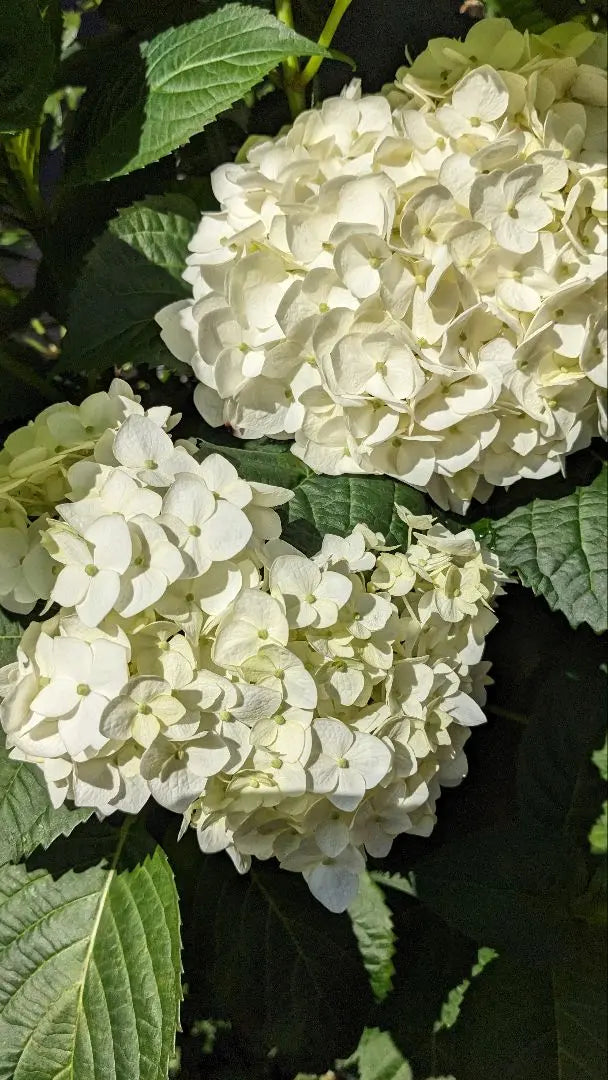 Hydrangea Angel's Cheek 6cm Pot Shipping