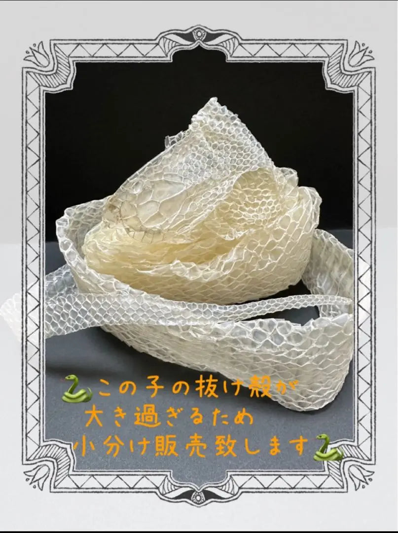 White snake shell ☆ Snake amulet raised by the year of Snake ☆ Fortune rises | 白蛇の抜け殻☆巳年生まれが育てるヘビのお守り☆運気上昇【一粒万倍日脱皮抜け殻】4