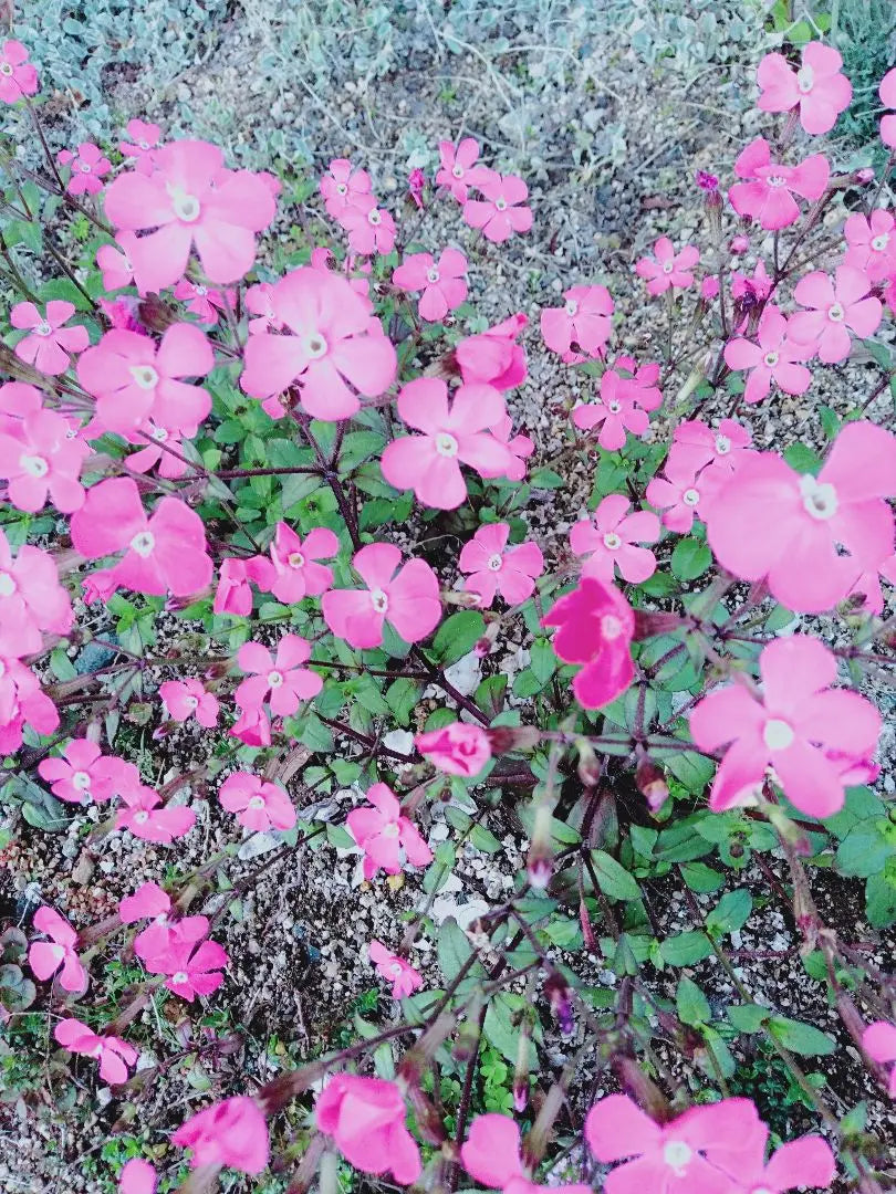 Sirene Pink Panther Seedlings