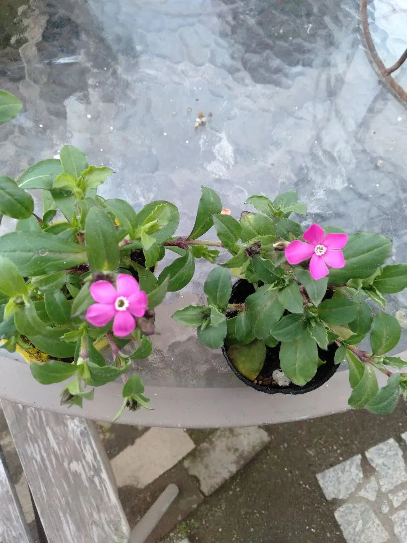 Sirene Pink Panther Seedlings