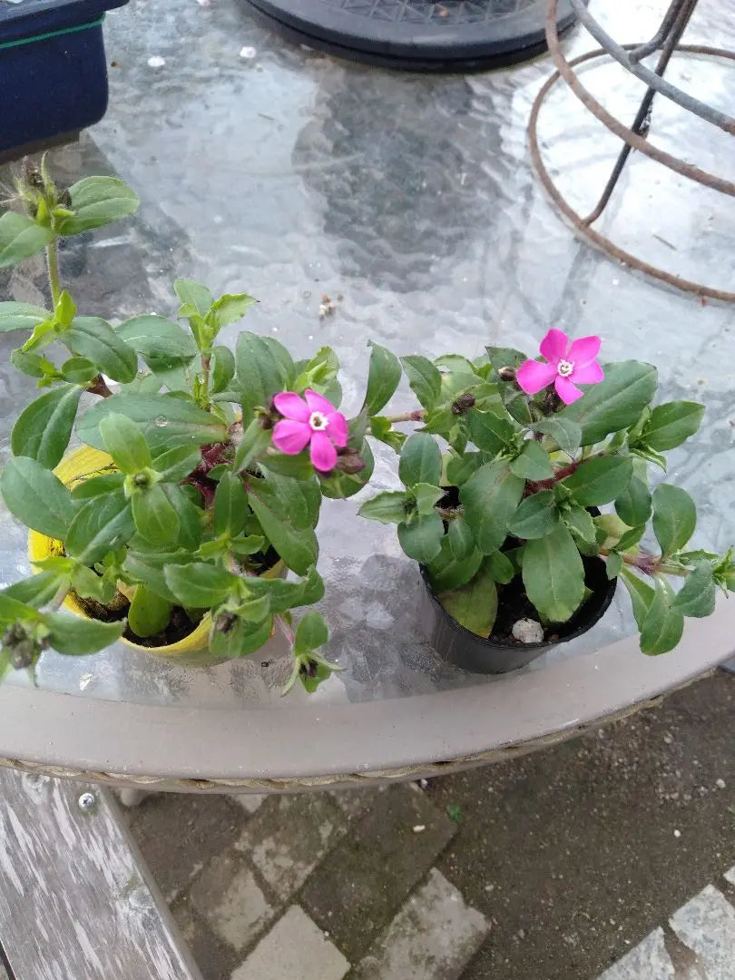 Sirene Pink Panther Seedlings