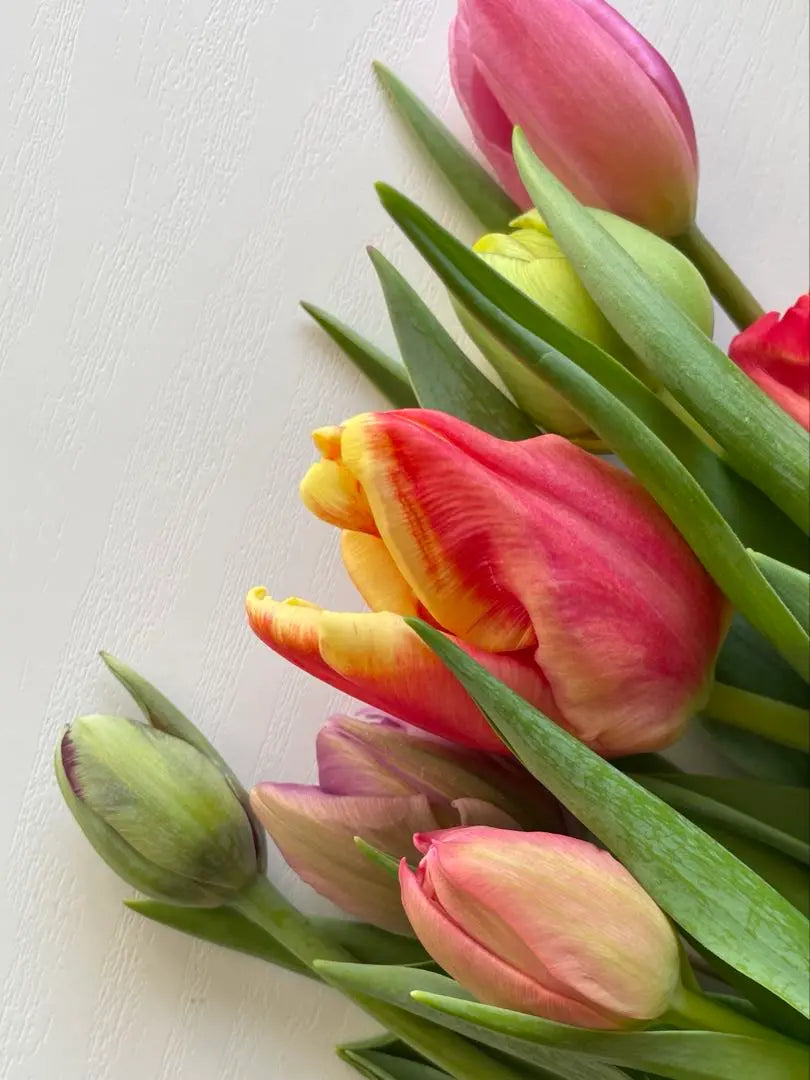 [Tulip MIX] Cut flower, bouquet, arrangement, gift