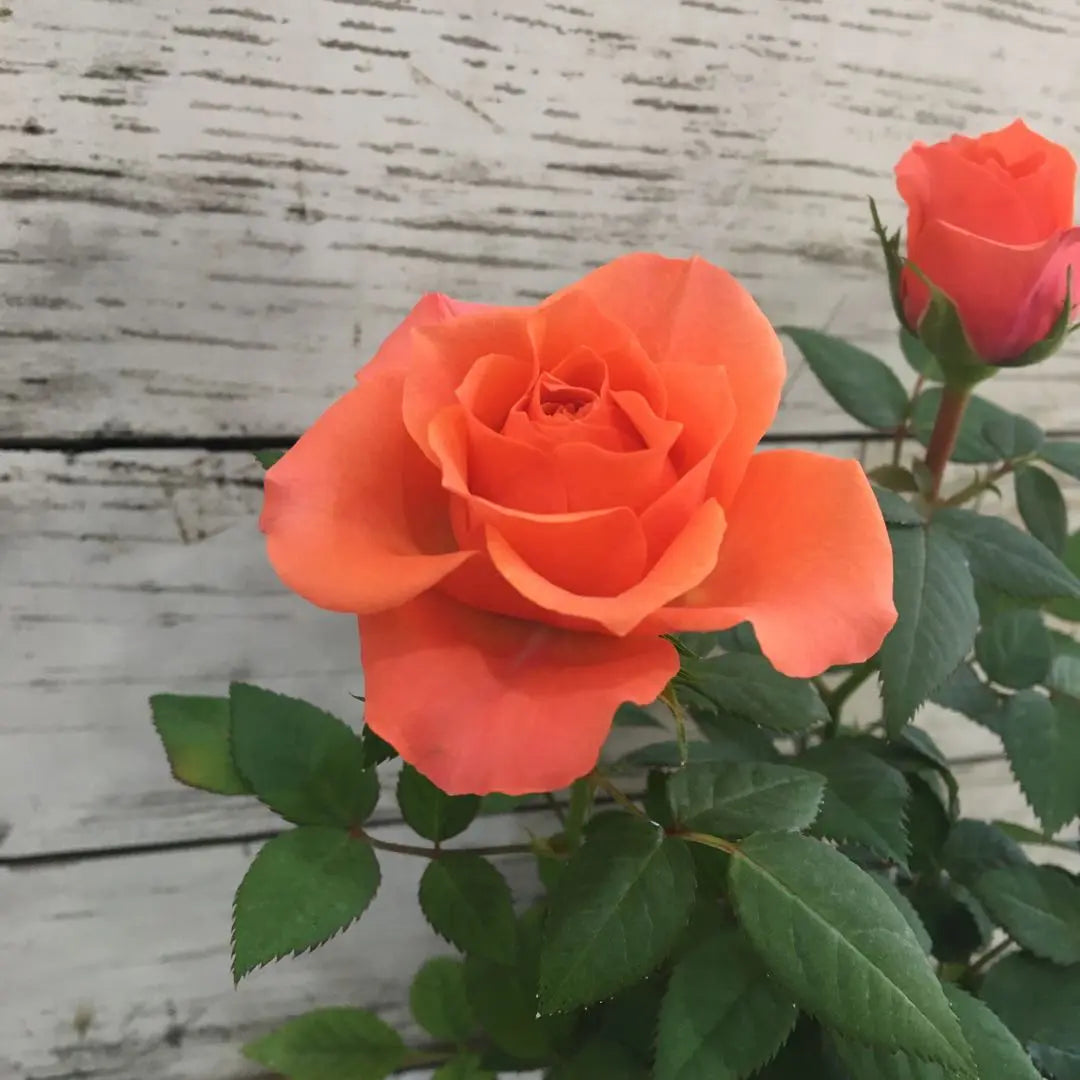 ④Aloha Cordana Aloha Cordana Florece en las cuatro estaciones Rosas Plántulas de rosas Mini rosas Naranja