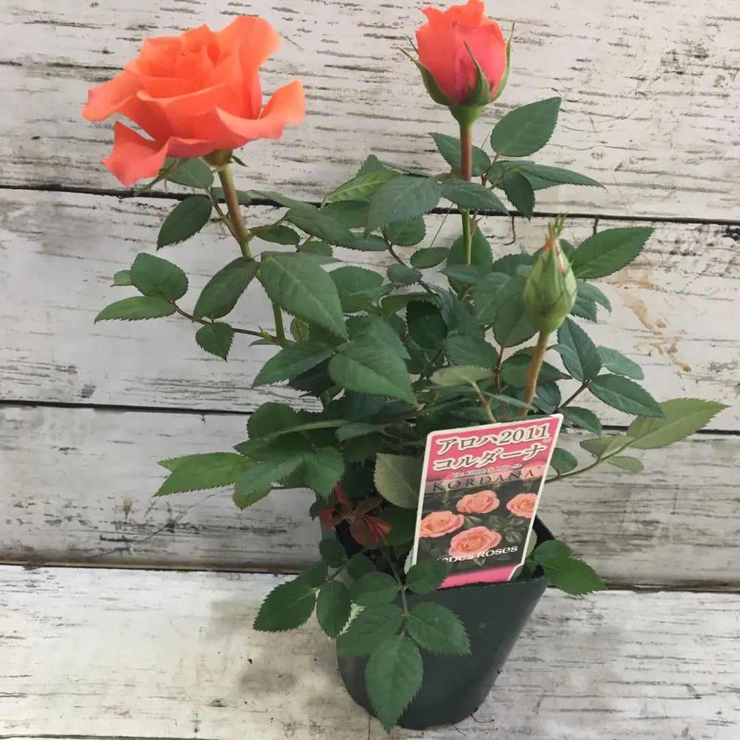 ④Aloha Cordana Aloha Cordana Florece en las cuatro estaciones Rosas Plántulas de rosas Mini rosas Naranja