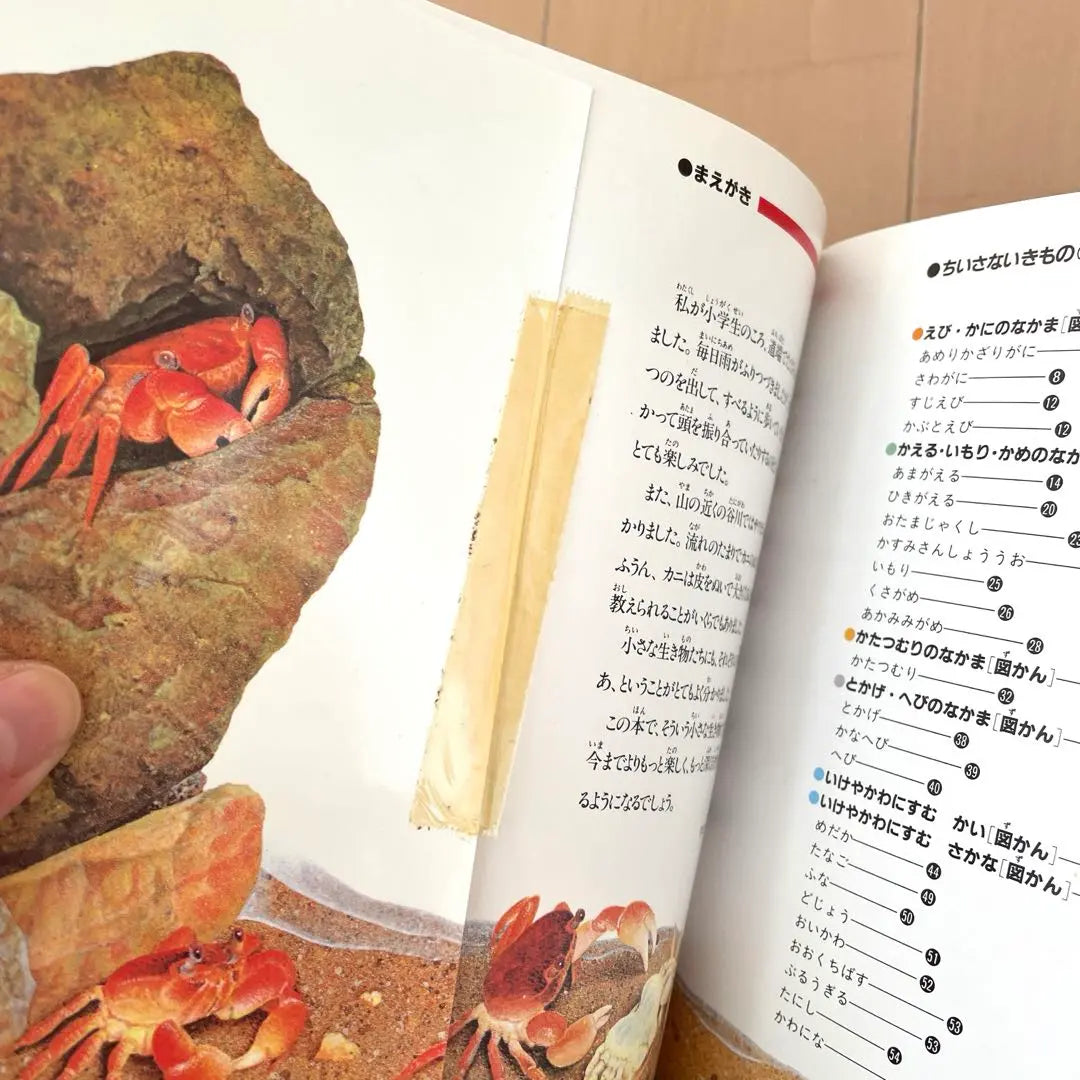 Conjunto de libros ilustrados libro ilustrado sobre seres vivos y banderas nacionales | 生物・国旗に関する絵本セット 図鑑