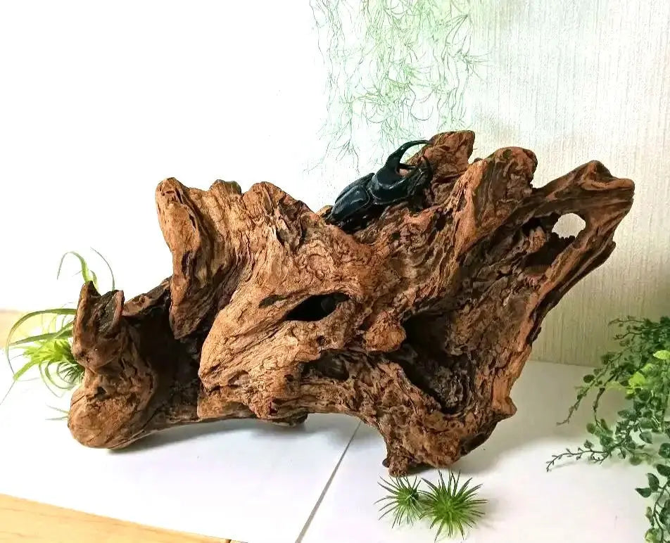 407 Driftwood, impressive (48cm) Red, super beautiful, Insect reptile, Aquarium