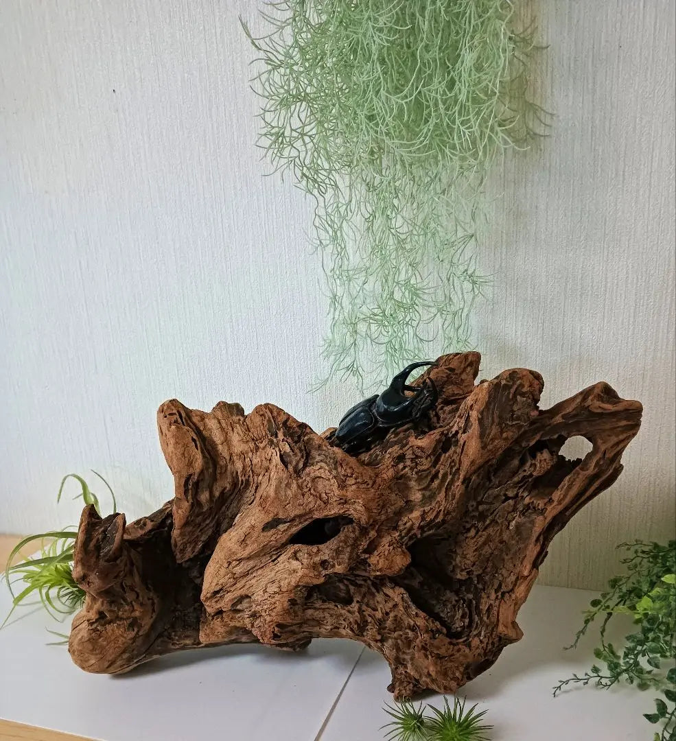 407 Driftwood, impressive (48cm) Red, super beautiful, Insect reptile, Aquarium