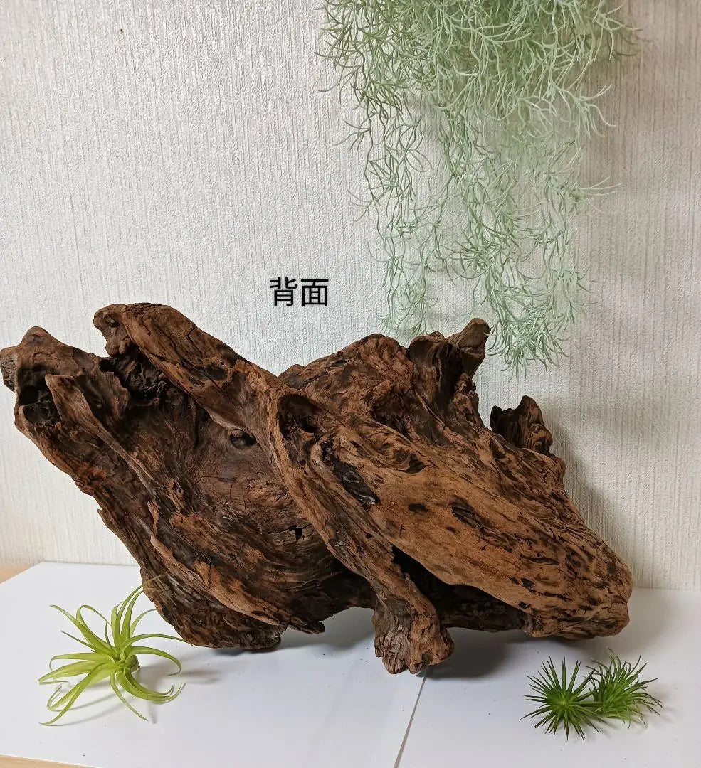 407 Driftwood, impressive (48cm) Red, super beautiful, Insect reptile, Aquarium