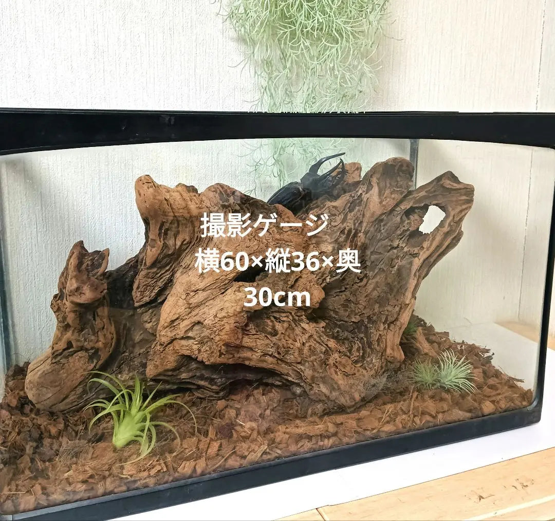 407 Driftwood, impressive (48cm) Red, super beautiful, Insect reptile, Aquarium