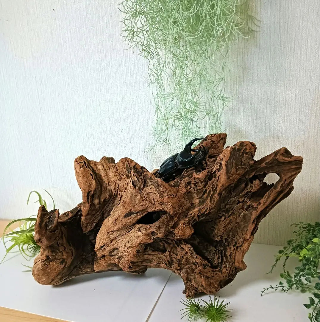 407 Driftwood, impressive (48cm) Red, super beautiful, Insect reptile, Aquarium